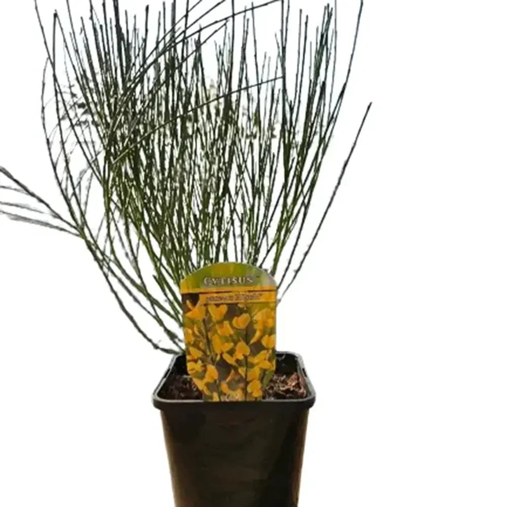 Arany seprűzanót 'Allgold' (Cytisus praecox), lombhullató díszcserje intenzív sárga virágokkal, korai virágzású, szárazságtűrő