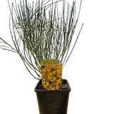 Arany seprűzanót 'Allgold' (Cytisus praecox), lombhullató díszcserje intenzív sárga virágokkal, korai virágzású, szárazságtűrő