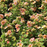 Coada Racului (Potentilla) Daydawn, arbust decorativ cu flori roz-somon, inflorire lunga, forma globulara naturala