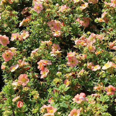 Coada Racului (Potentilla) Daydawn, arbust decorativ cu flori roz-somon, inflorire lunga, forma globulara naturala
