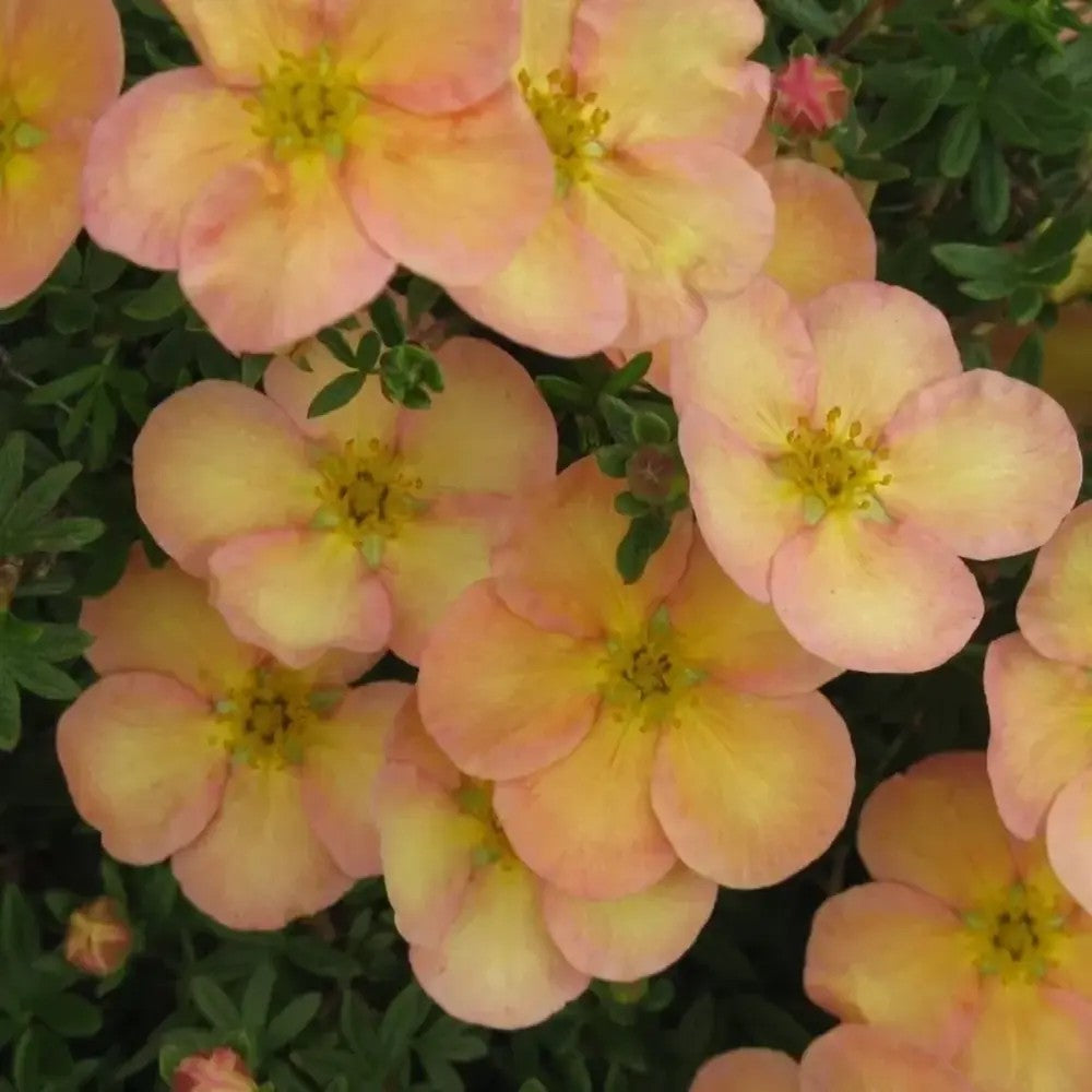 Coada Racului (Potentilla) Daydawn, arbust decorativ cu flori roz-somon, inflorire lunga, forma globulara naturala