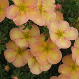 Coada Racului (Potentilla) Daydawn, arbust decorativ cu flori roz-somon, inflorire lunga, forma globulara naturala
