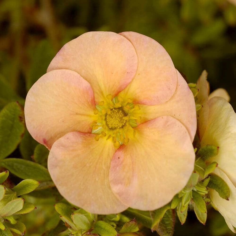 Coada Racului (Potentilla) Daydawn, arbust decorativ cu flori roz-somon, inflorire lunga, forma globulara naturala