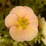 Coada Racului (Potentilla) Daydawn, arbust decorativ cu flori roz-somon, inflorire lunga, forma globulara naturala