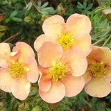 Coada Racului (Potentilla) Daydawn, arbust decorativ cu flori roz-somon, inflorire lunga, forma globulara naturala