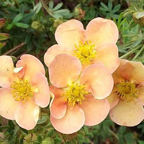Coada Racului (Potentilla) Daydawn, arbust decorativ cu flori roz-somon, inflorire lunga, forma globulara naturala