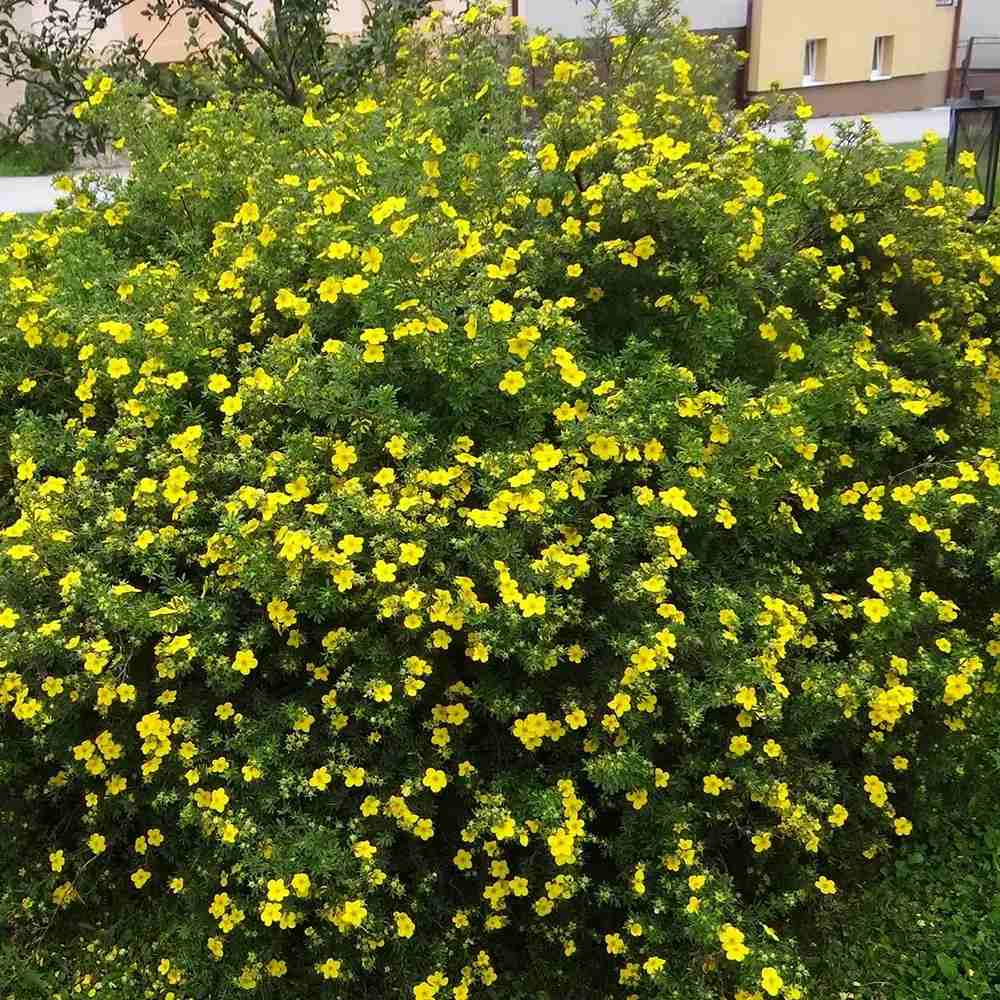 Coada Racului (Potentilla) Goldstar, arbust decorativ cu flori galben, inflorire lunga, forma globulara naturala