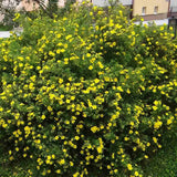 Coada Racului (Potentilla) Goldstar, arbust decorativ cu flori galben, inflorire lunga, forma globulara naturala