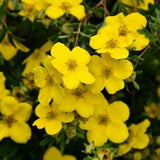 Coada Racului (Potentilla) Goldstar, arbust decorativ cu flori galben, inflorire lunga, forma globulara naturala
