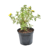Coada Racului (Potentilla) Goldstar, arbust decorativ cu flori galben, inflorire lunga, forma globulara naturala