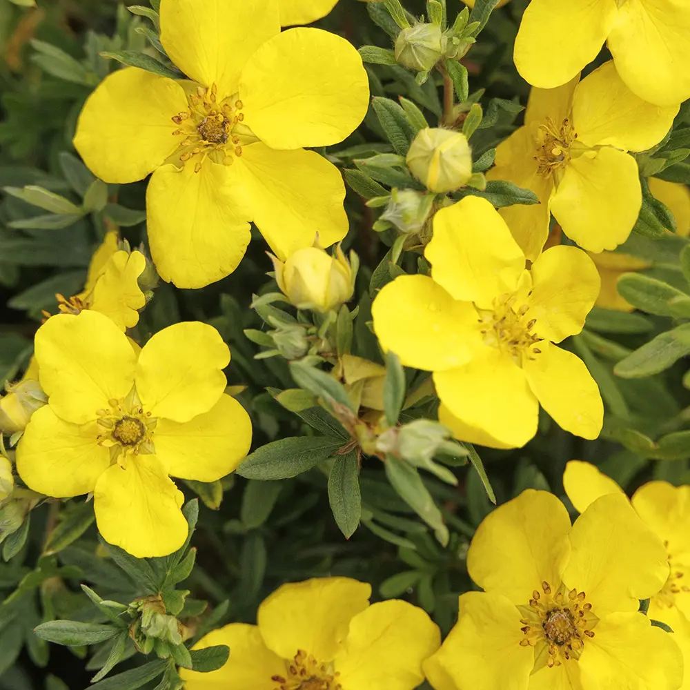Coada Racului (Potentilla) Goldstar, arbust decorativ cu flori galben, inflorire lunga, forma globulara naturala