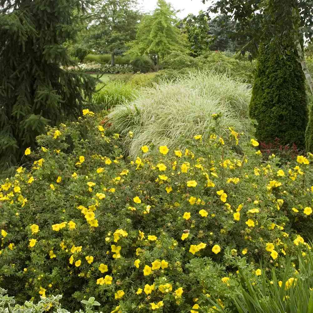 Coada Racului (Potentilla) Goldstar, arbust decorativ cu flori galben, inflorire lunga, forma globulara naturala