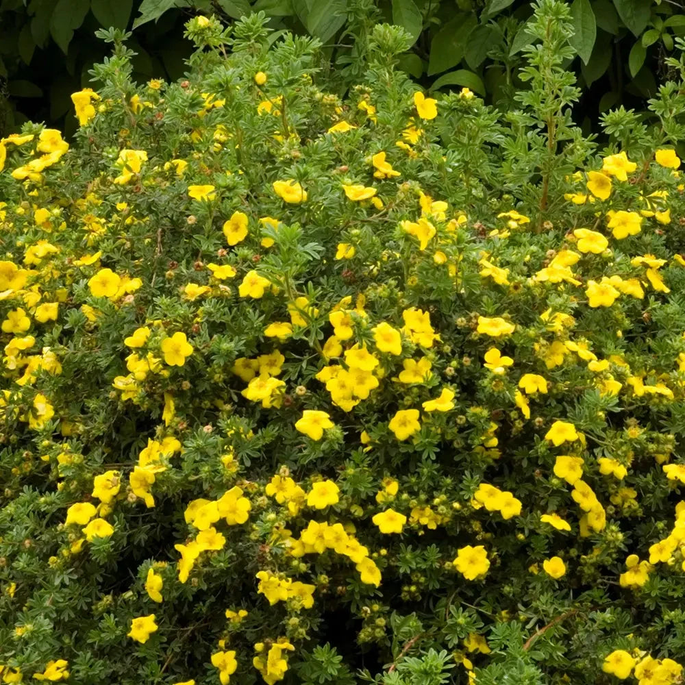Coada Racului (Potentilla) Goldstar, arbust decorativ cu flori galben, inflorire lunga, forma globulara naturala