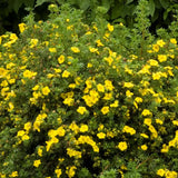 Coada Racului (Potentilla) Goldstar, arbust decorativ cu flori galben, inflorire lunga, forma globulara naturala
