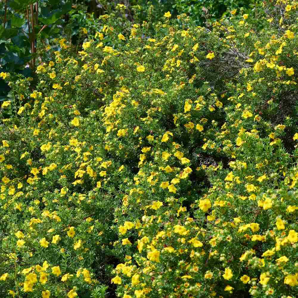 Coada Racului (Potentilla) Goldstar, arbust decorativ cu flori galben, inflorire lunga, forma globulara naturala