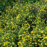 Coada Racului (Potentilla) Goldstar, arbust decorativ cu flori galben, inflorire lunga, forma globulara naturala