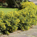 Coada Racului (Potentilla) Goldstar, arbust decorativ cu flori galben, inflorire lunga, forma globulara naturala