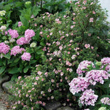 Coada Racului (Potentilla) Lovely Pink, arbust decorativ cu flori roz-pal, inflorire lunga, forma globulara naturala