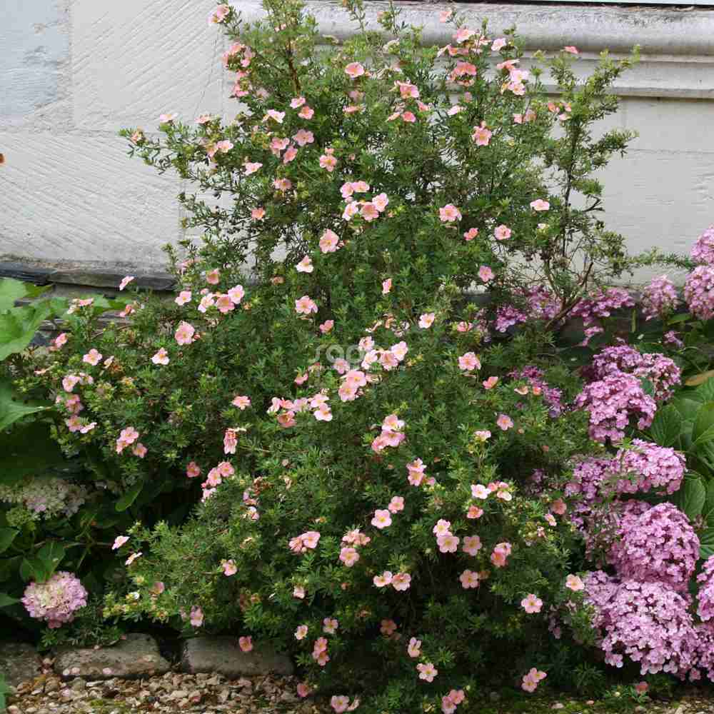 Coada Racului (Potentilla) Lovely Pink, arbust decorativ cu flori roz-pal, inflorire lunga, forma globulara naturala