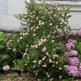 Coada Racului (Potentilla) Lovely Pink, arbust decorativ cu flori roz-pal, inflorire lunga, forma globulara naturala