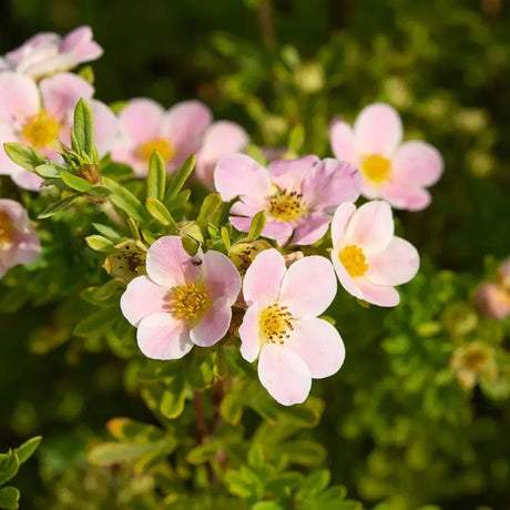 Coada Racului (Potentilla) Lovely Pink, arbust decorativ cu flori roz-pal, inflorire lunga, forma globulara naturala
