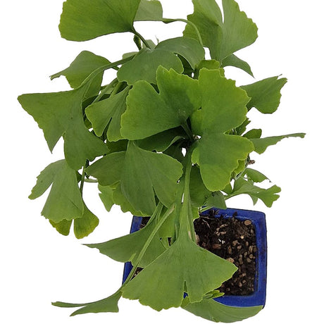 Ginkgo biloba bonsai – legyezőlevelű élő fosszília kék lapos cserépben