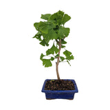 Ginkgo biloba bonsai – legyezőlevelű élő fosszília kék lapos cserépben