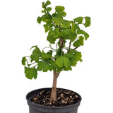 Ginkgo biloba bonsai – egyedi legyezőlevelű élő fosszília szobanövényként