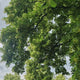 Kislevelű hárs (Tilia Cordata) zöldfüves - illatos