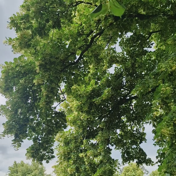 Kislevelű hárs (Tilia Cordata) zöldfüves - illatos