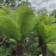 Fapáfrány (Dicksonia Antartica)