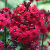 Primula (Ciubotica Cucului) Millers Crimson, cu flori rosii intense