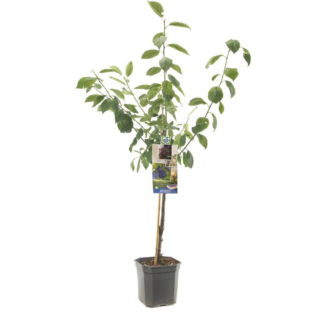 Prun Bleue de Belgique (Prunus Domestica), cu fructe dulci violet-inchis