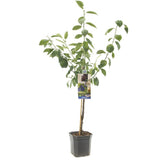 Prun Bleue de Belgique (Prunus Domestica), cu fructe dulci violet-inchis