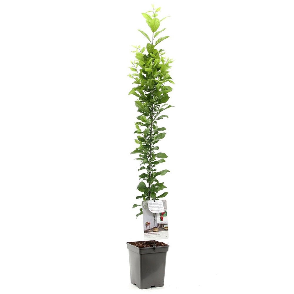 Prun Columnar (Prunus Domestica) Mirabelle Ruby, cu fructe dulci-acrisor rubinii