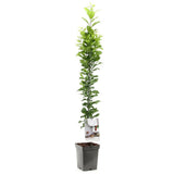 Prun Columnar (Prunus Domestica) Mirabelle Ruby, cu fructe dulci-acrisor rubinii
