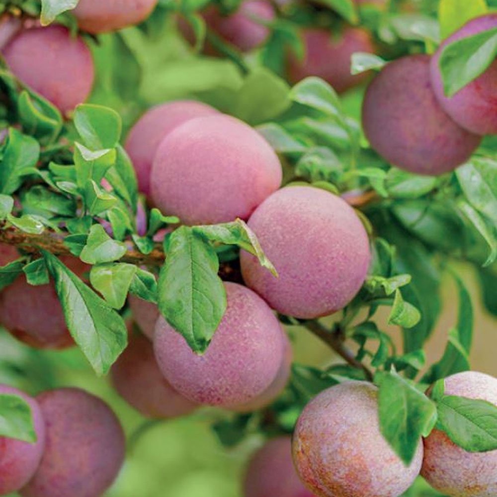 Prun Dapple Dandy (Prunus Domestica), cu fructe dulci-acrisor bicolor
