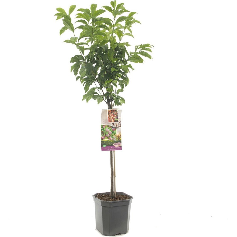 Prun Dapple Dandy (Prunus Domestica), cu fructe dulci-acrisor bicolor