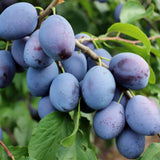 Prun Hauszwetsche (Prunus Domestica), cu fructe dulci, albastre-violet