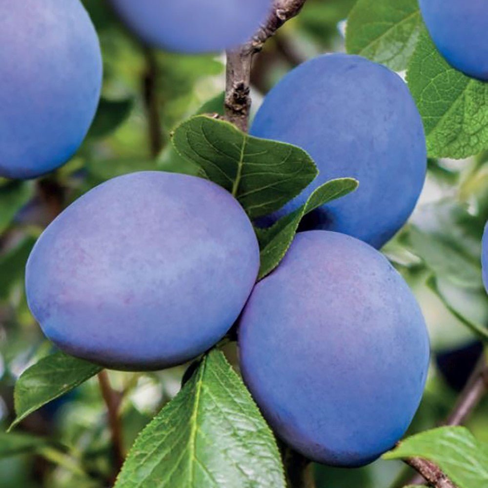 Prun Hauszwetsche (Prunus Domestica), cu fructe dulci, albastre-violet