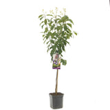 Prun Hauszwetsche (Prunus Domestica), cu fructe dulci, albastre-violet