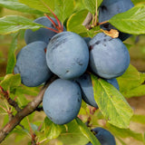 Prun Hauszwetsche (Prunus Domestica), cu fructe dulci, albastre-violet