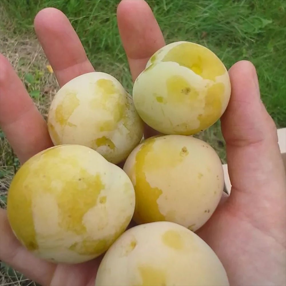 Prun Ontario (Prunus Domestica), cu fructe dulci galben-verzui