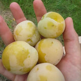 Prun Ontario (Prunus Domestica), cu fructe dulci galben-verzui