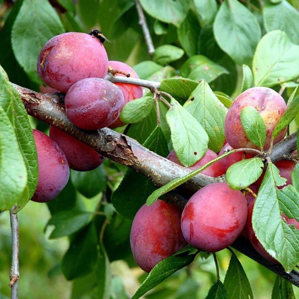Prun Opal (Prunus Domestica), cu fructe dulci-acidulate, mov-violet