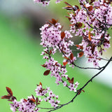 Prun japonez ornamental Hollywood, cu flori roz-alb
