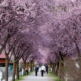 Prun japonez ornamental Hollywood, cu flori roz-alb