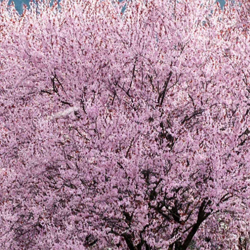 Prun japonez ornamental Hollywood, cu flori roz-alb