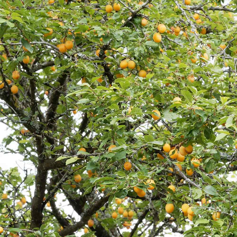 Prun (Prunus Domestica) Mirabelle de Nancy, cu fructe dulci galbene