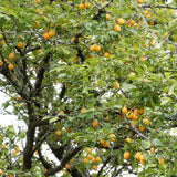 Prun (Prunus Domestica) Mirabelle de Nancy, cu fructe dulci galbene